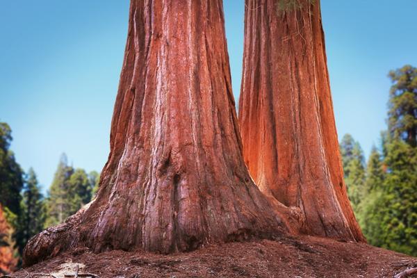 fire at Yosemite National Park threatens Giant Sequoias