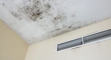 Mold growing on the ceiling of a rental apartment, illustrating grounds to sue a landlord for mold.