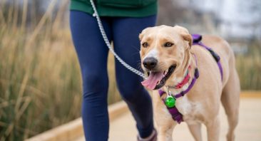 A photo of a dog on a leash, illustrating dog bite coverage.