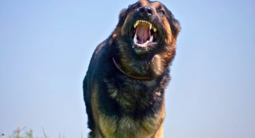 A dog stands alert and growls at the camera. This is the kind of scene that often precedes the bite injuries a Phoenix dog bite lawyer handles.